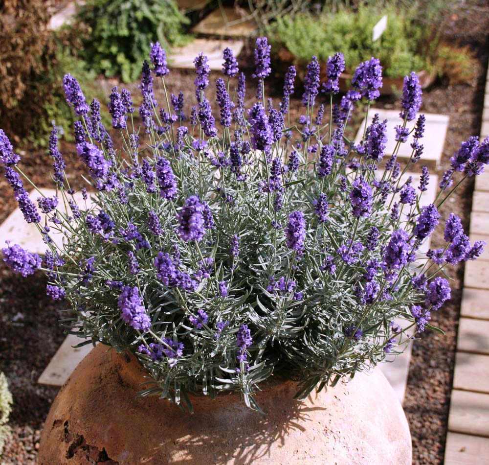 Hidcote Blue Lavender